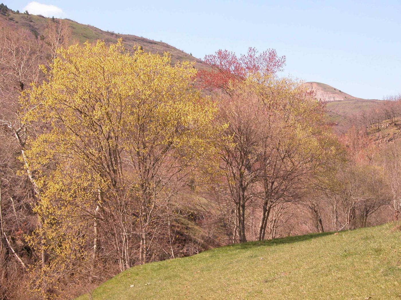 Maple, Norway plant